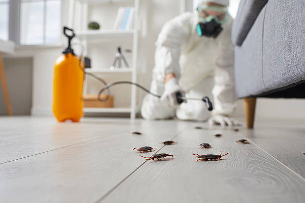 Post-Treatment Bed Bug Interceptor Monitoring in Kenilworth